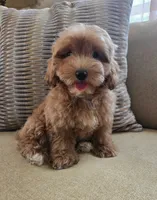 Max, a male Maltipoo and Poodle - Toy  for sale in Murrieta, CA – 2 of 3