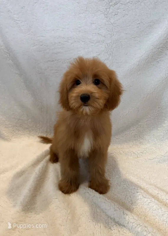 Bear – Goldendoodle, Miniature Goldendoodle puppy for sale in Murrieta, CA