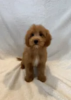 Bear, a male Goldendoodle and Miniature Goldendoodle for sale in Murrieta, CA – 1 of 2