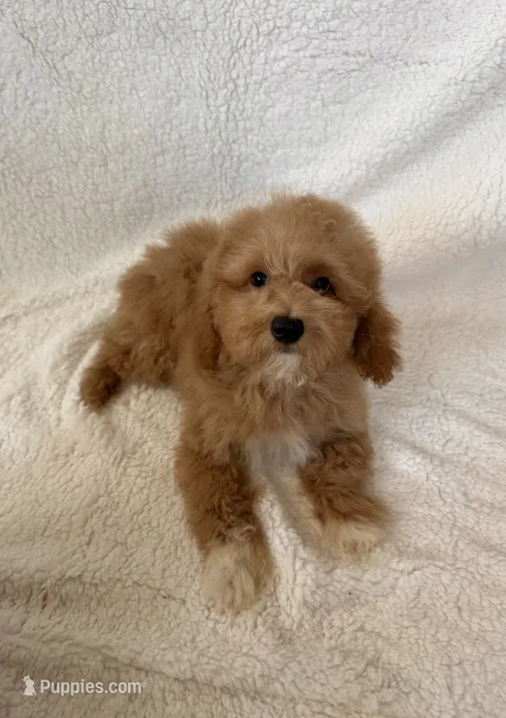 Ted – Goldendoodle, Miniature Goldendoodle puppy for sale in Murrieta, CA