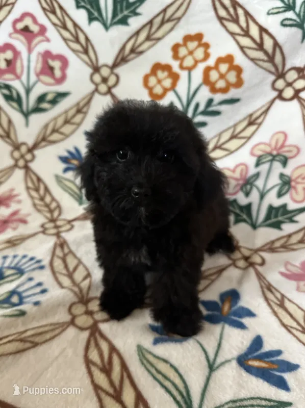 Coco – Maltipoo, Poodle - Toy  puppy for sale in Murrieta, CA