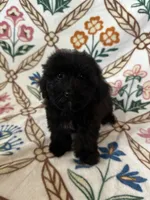 Coco, a female Maltipoo and Poodle - Toy  for sale in Murrieta, CA – 1 of 2