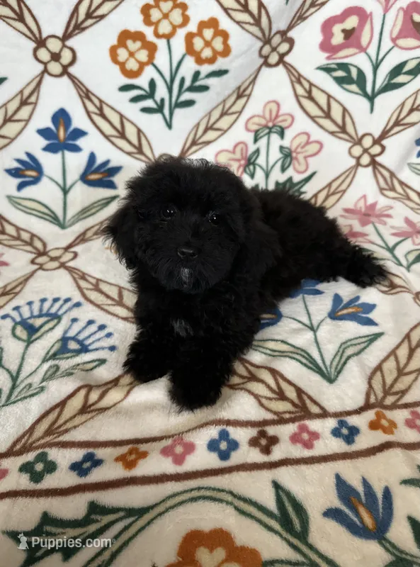 Coco – Maltipoo, Poodle - Toy  puppy for sale in Murrieta, CA