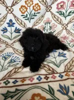 Coco, a female Maltipoo and Poodle - Toy  for sale in Murrieta, CA – 2 of 2