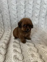 Daisy, a female Maltipoo and Poodle - Toy  for sale in Murrieta, CA – 3 of 3