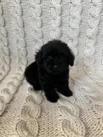 Max, a male Maltipoo and Poodle - Toy  for sale in Murrieta, CA – 3 of 3