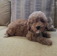 Ted, a male Maltipoo and Poodle - Toy  for sale in Murrieta, CA – 2 of 3