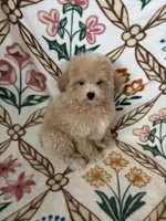 Max, a male Maltipoo and Poodle - Toy  for sale in Murrieta, CA – 2 of 2