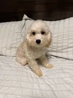 Buddy, a male Maltipoo for sale in Temecula, CA – 2 of 2