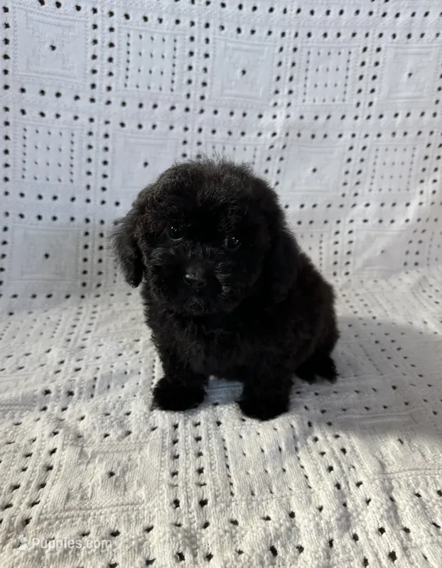 Coco – Maltipoo, Poodle - Toy  puppy for sale in Murrieta, CA