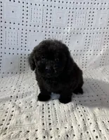 Coco, a female Maltipoo and Poodle - Toy  for sale in Murrieta, CA – 1 of 2