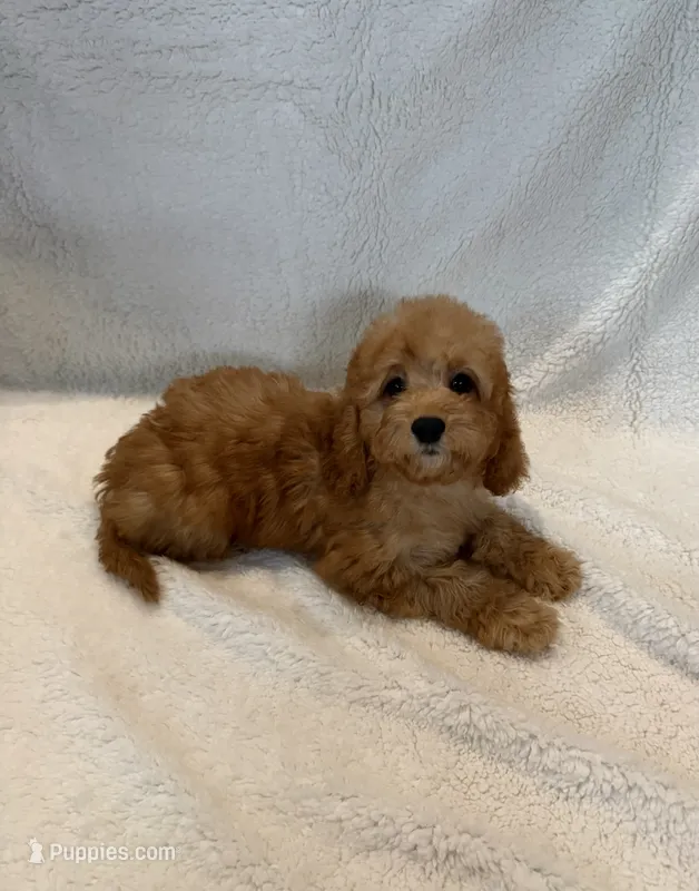 Max – Goldendoodle, Miniature Goldendoodle puppy for sale in Murrieta, CA