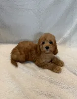 Max, a male Goldendoodle and Miniature Goldendoodle for sale in Murrieta, CA – 1 of 2