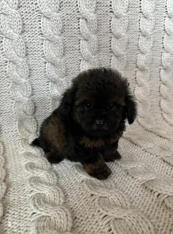 Teddy – Maltipoo, Poodle - Toy  puppy for sale in Murrieta, CA