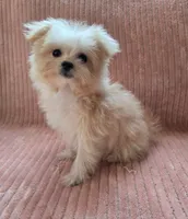 Lulu, a female Maltipoo and Maltipom for sale in Murrieta, CA – 3 of 3