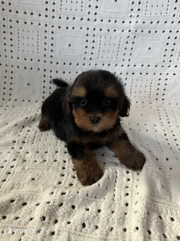 Charlie – Maltipoo, Poodle - Toy  puppy for sale in Murrieta, CA