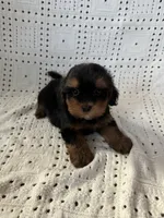 Charlie, a female Maltipoo and Poodle - Toy  for sale in Murrieta, CA – 1 of 2
