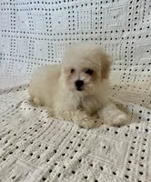 Milo, a male Maltipoo and Poodle - Toy  for sale in Murrieta, CA – 2 of 2