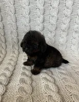 Teddy, a male Maltipoo and Poodle - Toy  for sale in Murrieta, CA – 3 of 3