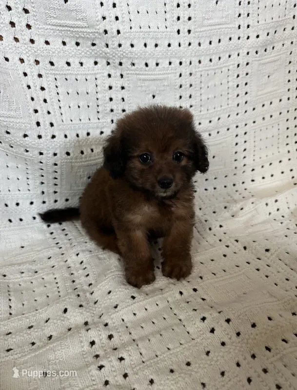 Daisy – Maltipoo, Poodle - Toy  puppy for sale in Murrieta, CA