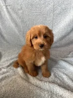 Marley, a male Goldendoodle and Miniature Goldendoodle for sale in Murrieta, CA – 1 of 2