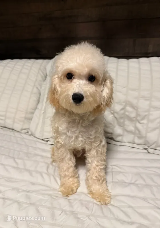 Buddy, a male Maltipoo for sale in Temecula, CA – 1 of 2