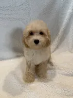 Charlie, a male Goldendoodle and Miniature Goldendoodle for sale in Murrieta, CA – 2 of 2