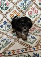 Daisy, a female Maltipoo and Poodle - Toy  for sale in Murrieta, CA – 2 of 2