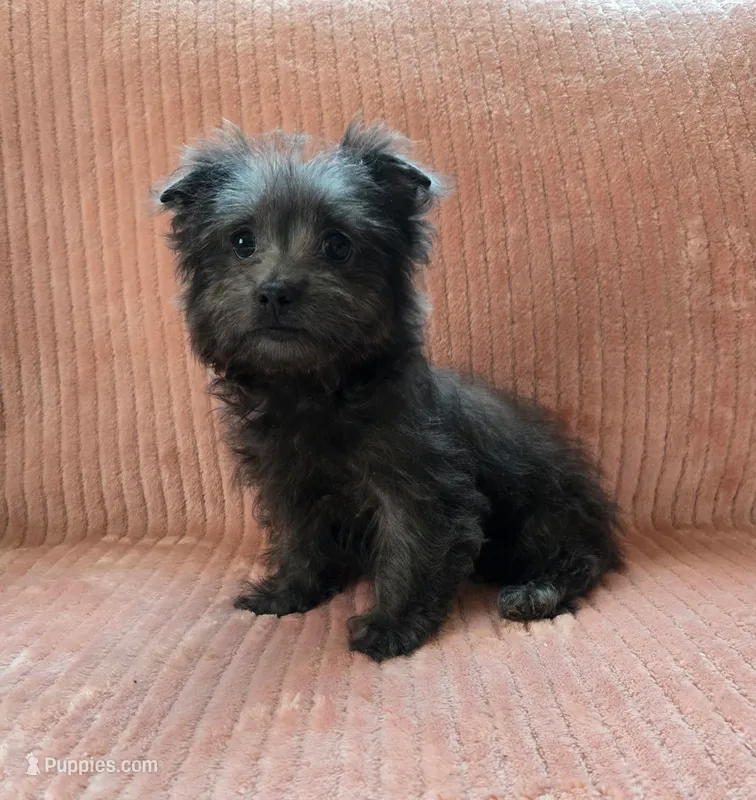Molly – Maltipoo, Pomeranian puppy for sale in Murrieta, CA