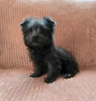 Molly, a female Maltipoo and Pomeranian for sale in Murrieta, CA – 1 of 3