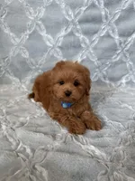 Molly, a female Maltipoo and Poodle - Toy  for sale in Murrieta, CA – Photo 2 of 3