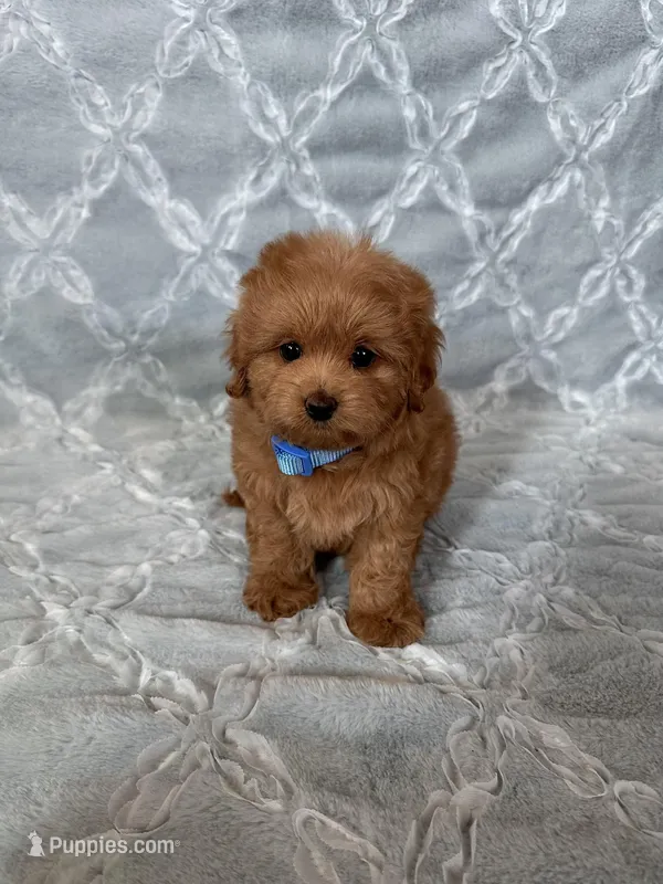 Molly – Maltipoo, Poodle - Toy  puppy for sale in Murrieta, CA