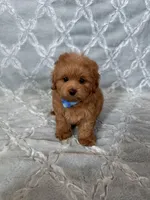 Molly, a female Maltipoo and Poodle - Toy  for sale in Murrieta, CA – Photo 1 of 3