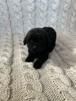 Luna, a female Maltipoo and Poodle - Toy  for sale in Murrieta, CA – 3 of 3
