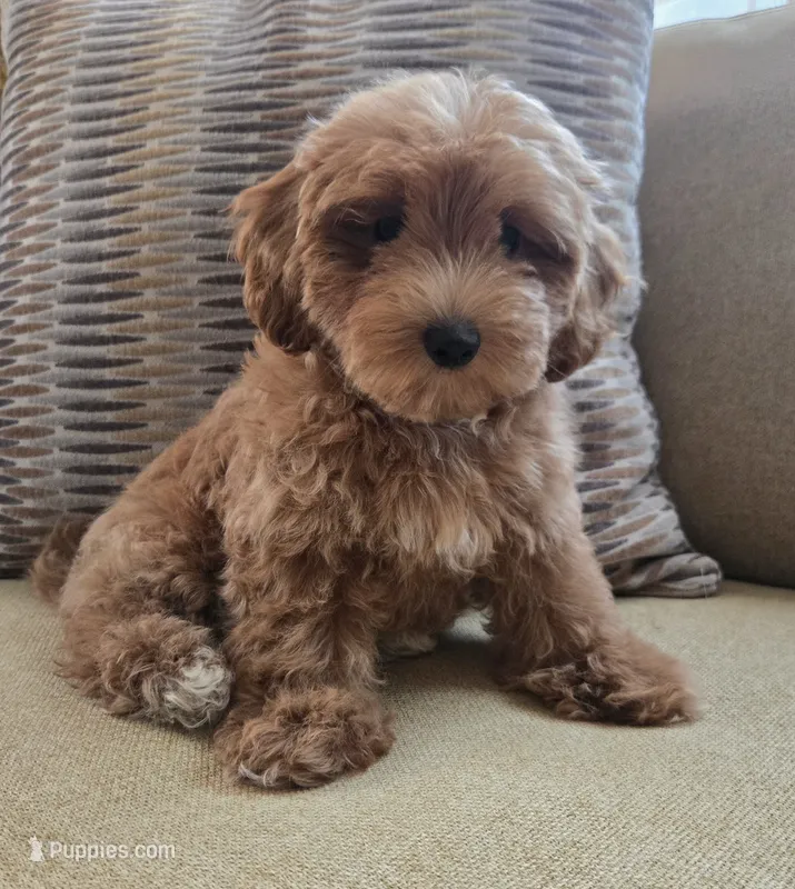 Max – Maltipoo, Poodle - Toy  puppy for sale in Murrieta, CA