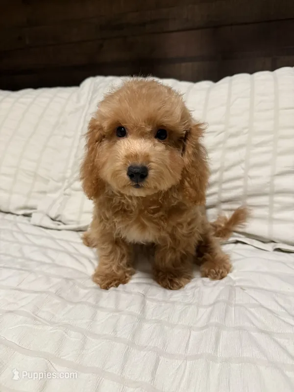 Max, a male Maltipoo for sale in Temecula, CA – 1 of 2