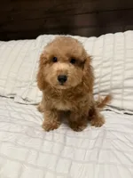 Max, a male Maltipoo for sale in Temecula, CA – 1 of 2