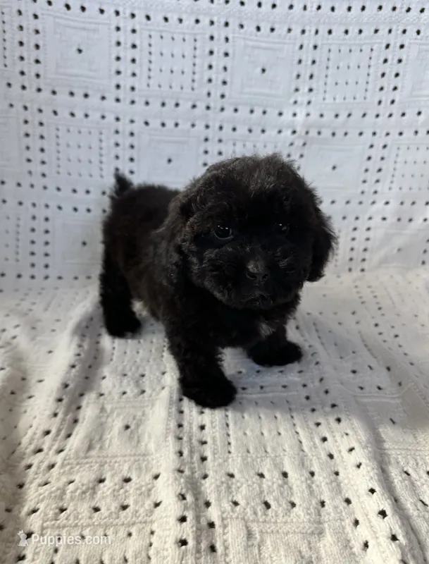 Coco – Maltipoo, Poodle - Toy  puppy for sale in Murrieta, CA
