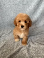 Max, a male Goldendoodle and Miniature Goldendoodle for sale in Murrieta, CA – 2 of 2