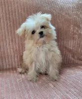 Lulu, a female Maltipoo and Maltipom for sale in Murrieta, CA – 2 of 3