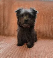 Molly, a female Maltipoo and Pomeranian for sale in Murrieta, CA – 3 of 3