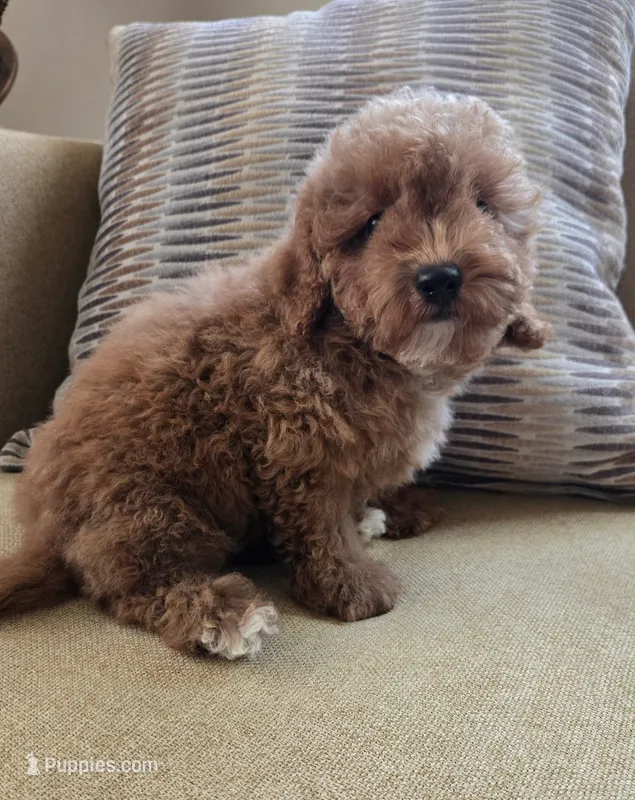 Ted – Maltipoo, Poodle - Toy  puppy for sale in Murrieta, CA