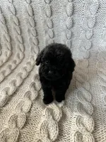 Luna, a female Maltipoo and Poodle - Toy  for sale in Murrieta, CA – 2 of 3