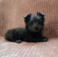 Molly, a female Maltipoo and Pomeranian for sale in Murrieta, CA – 2 of 3