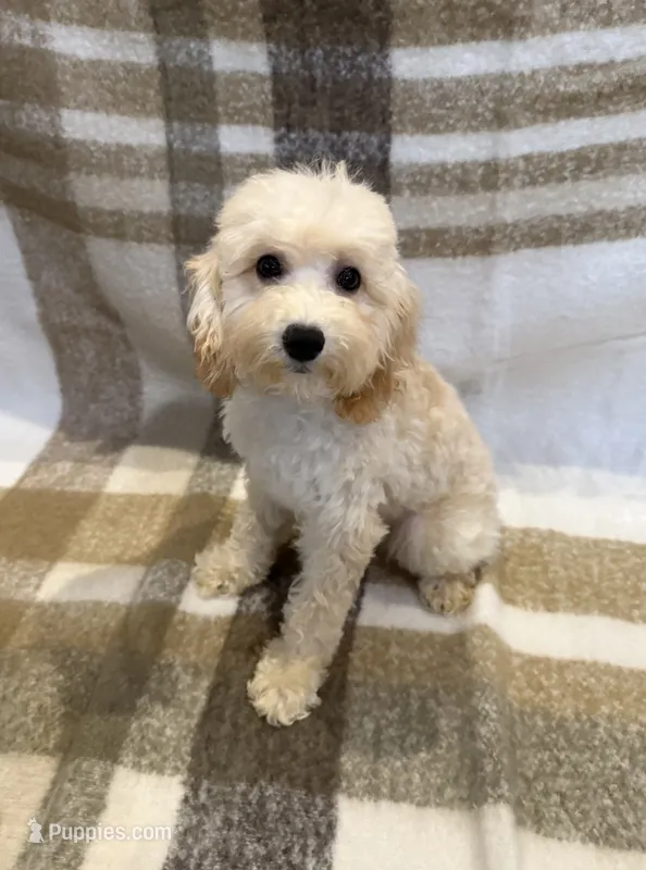 Buddy  – Goldendoodle, Miniature Goldendoodle puppy for sale in Temecula, CA