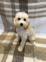 Buddy , a male Goldendoodle and Miniature Goldendoodle for sale in Temecula, CA – 1 of 2