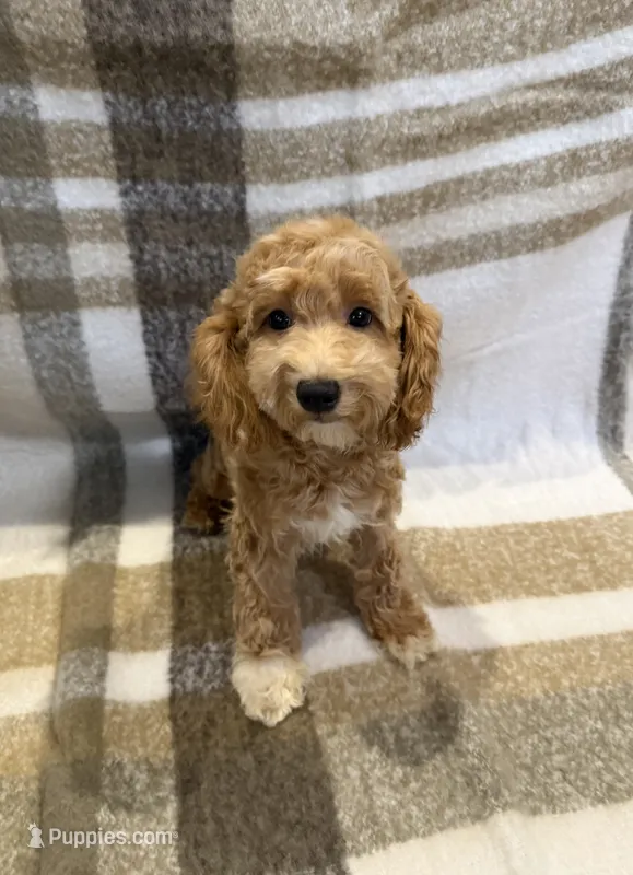 Marley – Goldendoodle, Miniature Goldendoodle puppy for sale in Temecula, CA