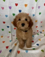 Marley, a male Goldendoodle and Miniature Goldendoodle for sale in Murrieta, CA – Photo 2 of 2