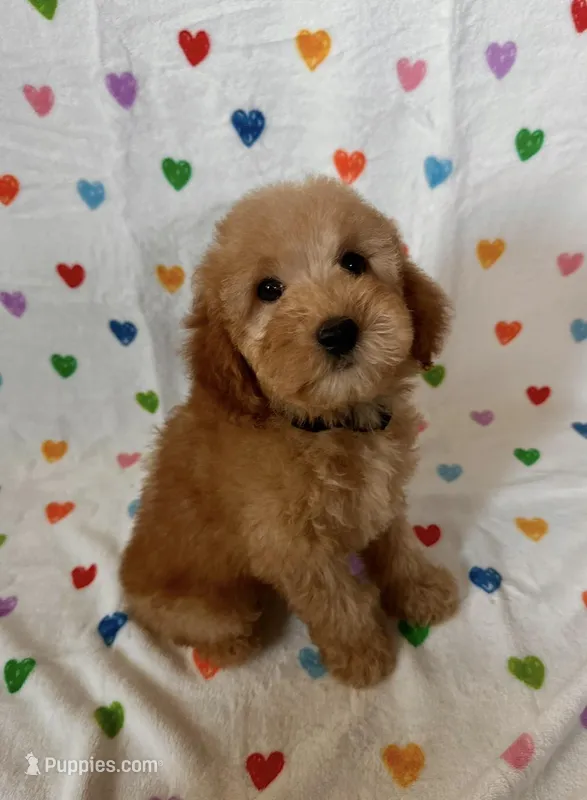 Marley – Goldendoodle, Miniature Goldendoodle puppy for sale in Murrieta, CA
