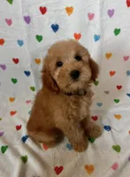 Marley, a male Goldendoodle and Miniature Goldendoodle for sale in Murrieta, CA – Photo 1 of 2